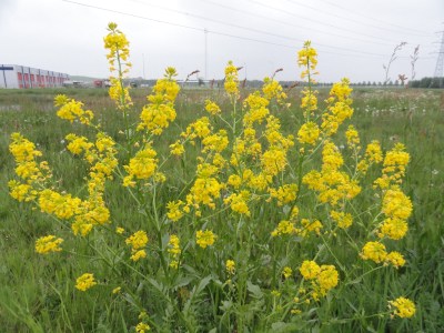 bloeiende-plant-gewoon-barbarakruid