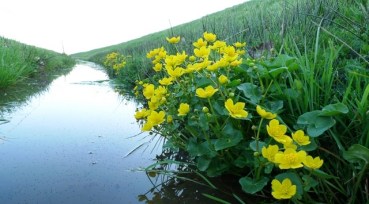 dotterbloem_Mark_Zekhuis