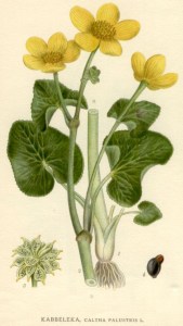 gewone dotterbloem