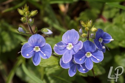 IMG_9705-m.gewone ereprijs