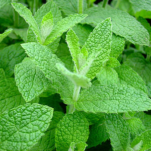 mentha piperita munt 7