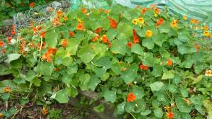 oost-indische_kers_woekerend