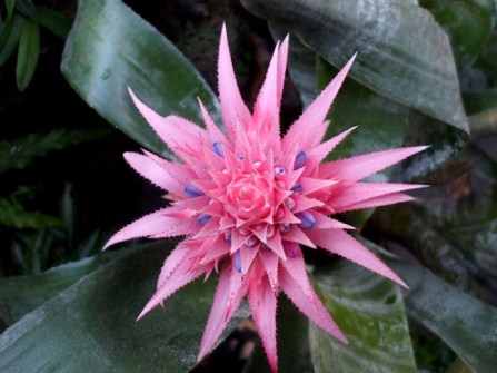 bromelia_1-2