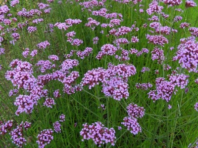 400px-verbena-bonariensis-ijzerhard