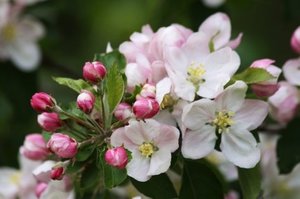 63344d9fcd2ac02374f132a90148cbf3-quotappelbloesem-quot