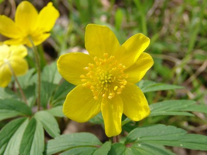 anemone-ranunculoides-gele-anemoon-02