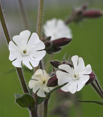 avondkoekoek-100513-255