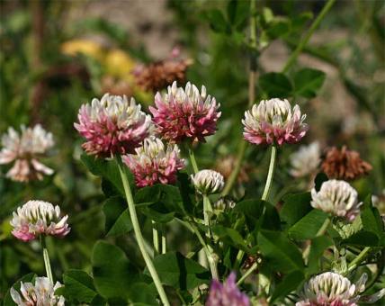 basterdklaver-110603-544