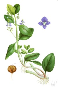 botanische-tekening-extragr-beekpunge