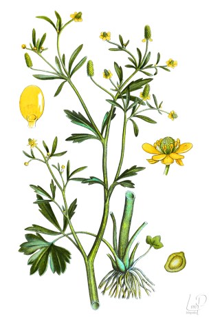 botanische-tekening-extragr-blaartrekkende-boterbloem