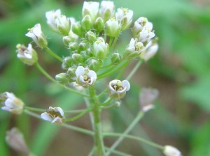 capsella-bursa-pastoris09-gewoon_herderstasje11-wl