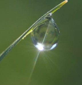 dauwdruppel_zonlicht_gekropt