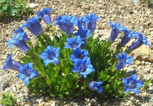 gentiaan-gentiana-cultivar