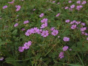 geranium-pyrenaicum-bermooievaarsbek-02