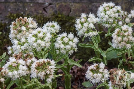 img_2609-m-wit-hoefblad