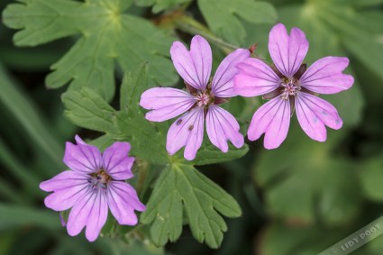 img_9617-gr-bermooievaarsbek