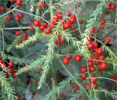 liggende asperge met bessen