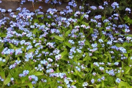 myoar-adultw-42_1344772939