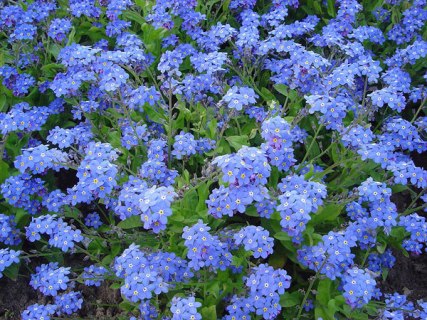 myosotis_victoria_dsc00894
