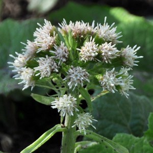 petalbus5