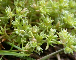 scleranthushardbloem
