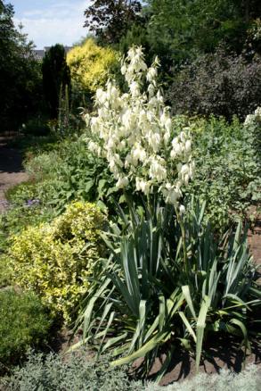 yucca-filamentosa-9