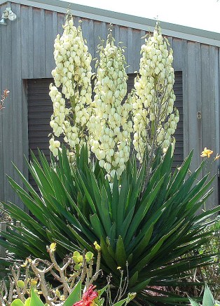 yucca_filamentosa