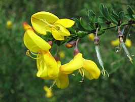 266px-cytisus_scoparius1