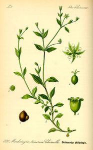 266px-illustration_moehringia_trinervia0