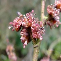 bach_bloesem_remedie_elm_-veldiep