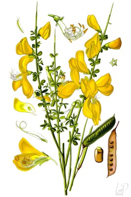 botanische-tekening-extragr-brem