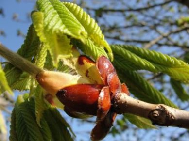 chestnut-bud-e1470241445881