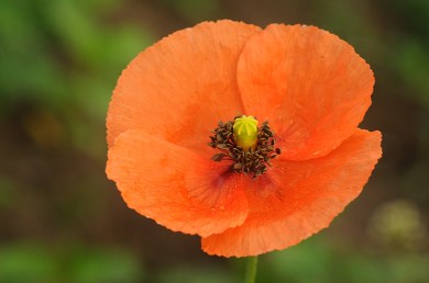 _dsc4610bleke_klaproosweb