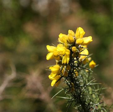 gaspeldoorn-100421-663