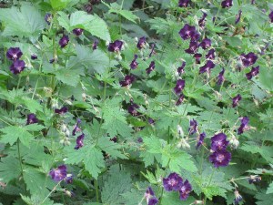 geranium_phaeum-2