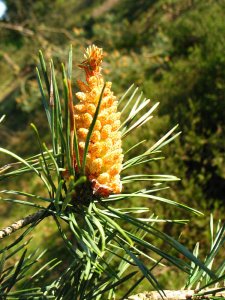 grove_den__pinus_sylvestris__scots_pineimg_6610bloemflowermale