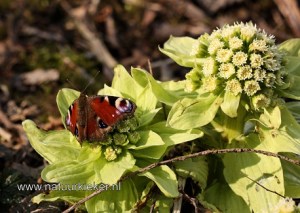 japans-hoefblad-3-2011-natuurkieker-paint