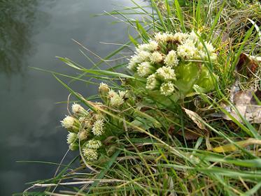 SAMSUNG DIGITAL CAMERA