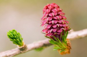 lariks-larch