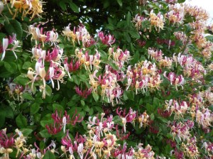 tuin-21-06-en-beachkorfbal-040