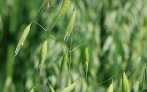 wild-oat_w