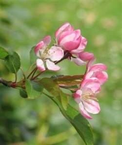 wilde-appel
