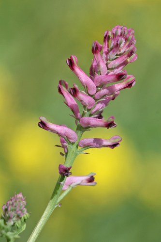 134533791-iigmp43v-2011041301gewoneduivenkervel