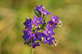 266px-anchusa_officinalis_-_harilik_imikas_keila