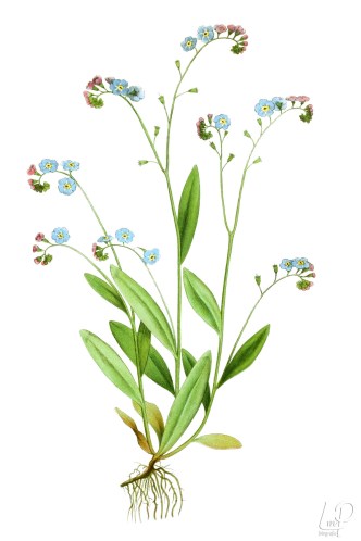 botanische-tekening-extragr-moerasvergeet-me-nietje