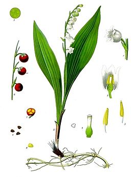 convallaria_majalis_-_kohler-s_medizinal-pflanzen-045
