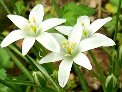 gewone-vogelmelk-bloem