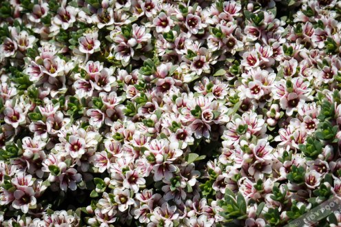 img_4528-gr-melkkruid