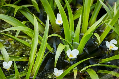 img_5229-gr-krabbenscheer