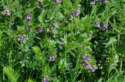 jcs-vicia-sepium-48356